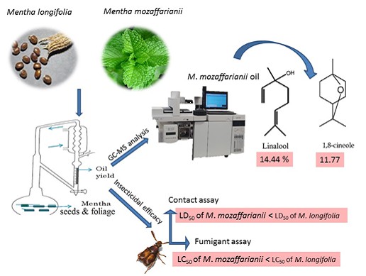 Chemical Composition and Insecticidal Activities of Mentha Longifolia and Mentha Mozaffarianii Essential Oils against Callosobruchus Maculatus 