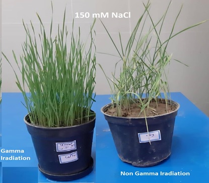 Investigation of Gamma-Ray Effect on Physiological and Biochemical Traits of Triticale Plant under Salinity Stress 