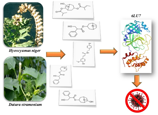 Molecular Docking and Dynamics Analysis of COVID-19 Main Protease Interactions with Alkaloids from Hyoscyamus Niger and Datura Stramonium 