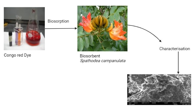 Investigation of Characterisation for Biosorption of Congo Red from Textile Wastewater Using Spathodea Campanulata Leaves: FTIR, SEM, and XRD Analysis 