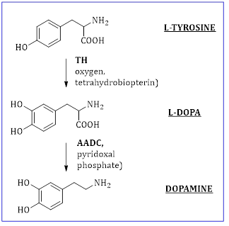 Biochemical Hormones and Financial Behaviours: A Mini Review on Dopamine and Oxytocin (2015-2019) 