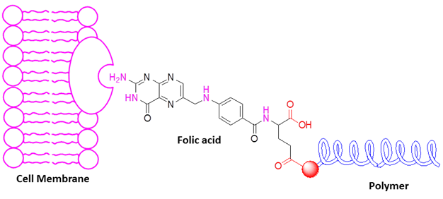 Folic Acid as an Exploiter of Natural Endocytosis Pathways in Drug Delivery 