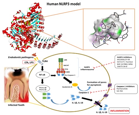 Docking Study of Ligands Targeting NLRP3 Inflammatory Pathway for Endodontic Diseases 