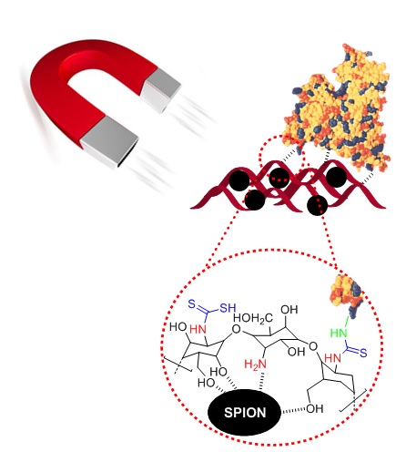 Dithiocarbamate Modified SPION-Chitosan Nanobiocomposite, a Promising Adsorbent for Bovine Serum Albumin (BSA) 