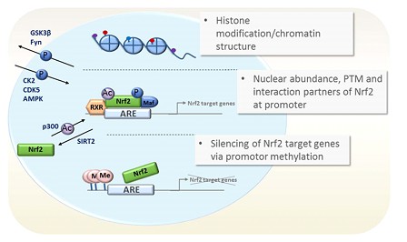 Investigation of the Chemistry of Metformin by Targeting the Nrf2 Signaling Pathway (A response Surface Methodology Approach) 